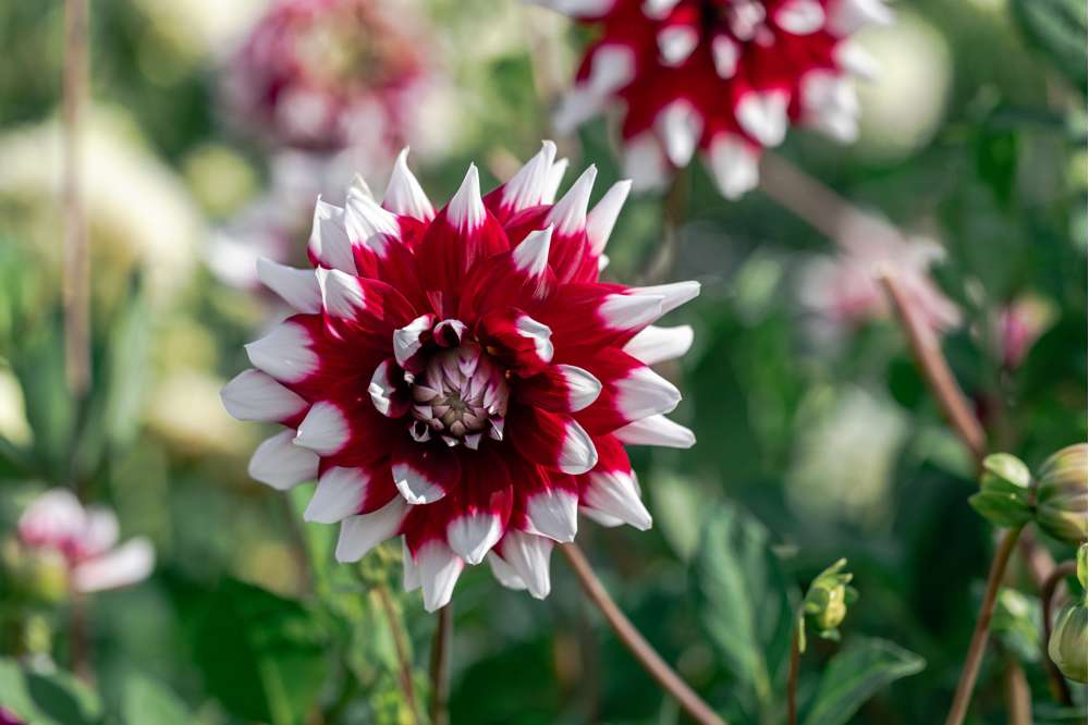 Dahlia 'Mystery Day'